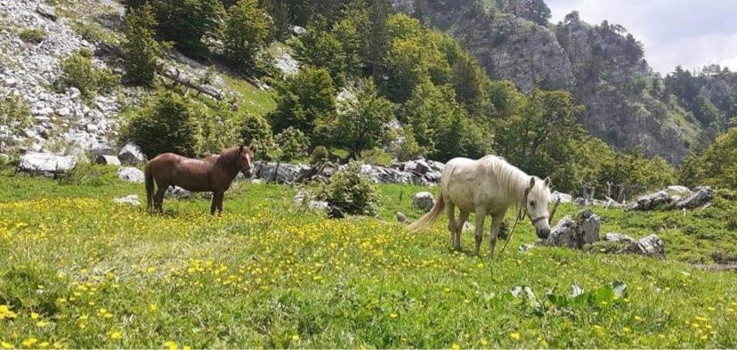Guesthouse Skender Selimaj Valbona Esterno foto